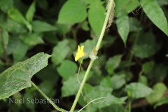 Cucumis melo var. melo
